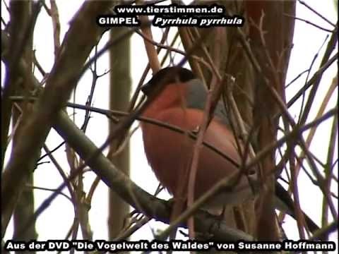 Der Gimpel (Dompfaff) im Wald - Pyrrhula pyrrhula