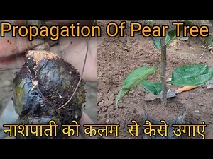 How To Propagate Pear Tree From Air Layering🍑नाशपाती को कलम से कैसे उगते हैँ 😋