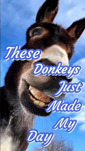 😄 Donkey Smile Show! The Cutest Donkeys Ever 😍