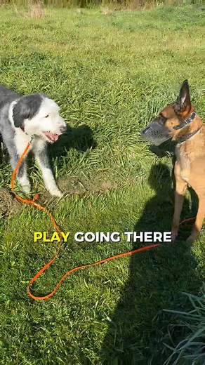 Friends or Foes? Not every dog interaction is what it looks like. Play, tension, curiosity, or correction — it all depends on body language. Learning to read the signs can be the difference between a friendly meet-up and a meltdown. 👉 Watch the tails, not just the teeth. 💬 Can you tell when play is about to turn tense? #DogTraining #BodyLanguage #CanineCommunication #DogBehavior | Karen Laws - The Ontario Dog Trainer
