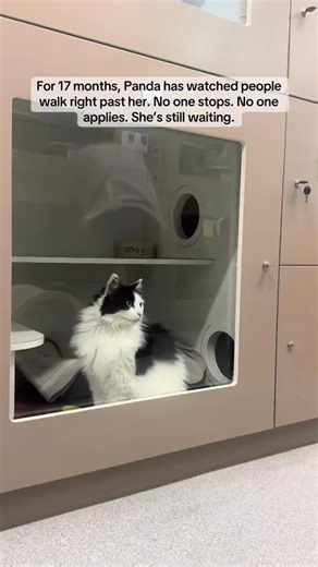 🐾 Meet Panda 🐾 Source Number: BR100902 For 17 months, Panda has been waiting. Waiting quietly. Watching people walk past her. Watching other cats get chosen, while she stays behind. Panda came to us as a surrender after living with the same family her entire life. At around 10 years old, she suddenly found herself starting over. Since then, she’s received little to no interest, but that doesn’t mean she has any less love to give. Panda is an independent yet affectionate girl who enjoys company