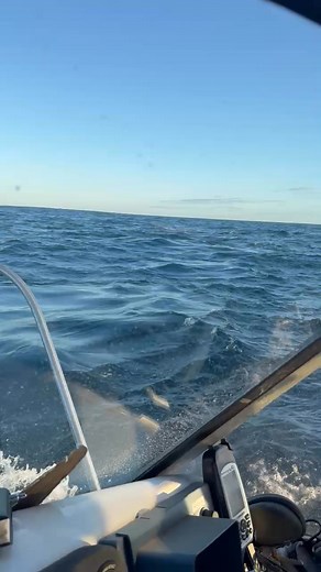 13K views · 51 reactions | Whales breaching off Portland, Victoria. #matthew hunt fishing services | Southern Ocean Marine Alliance | Facebook