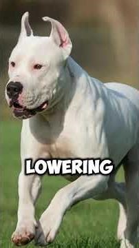 Dogo Argentino vs Wild Threat—Their Response Is Next Level