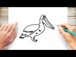How to Draw Pelican Step by Step Easy for Kids
