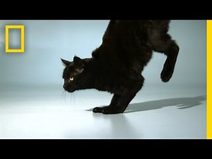 How and Why Cats Are Able to Jump as High as They Do In Comparison to Humans