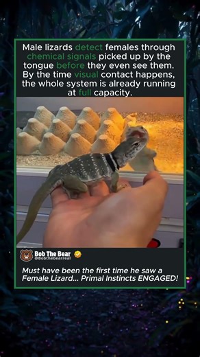 Male Lizard sees Female Lizard For The First Time!