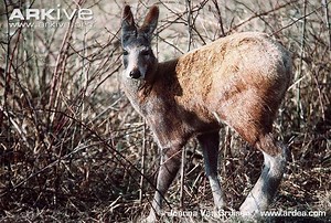 Alpine musk deer - Alchetron, The Free Social Encyclopedia
