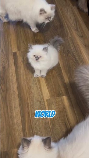 Why Persian Himalayan Cats Are So Expensive & Adorable🐱 #shorts