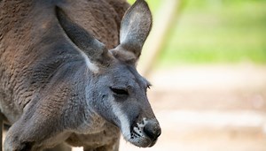 Homegoing, Roger: The Internet's Favorite Muscle-Bound 6'7" Kangaroo Dies At Age 12