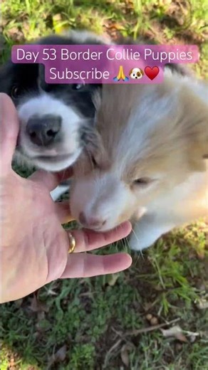 Day 53 Border Collie Puppies