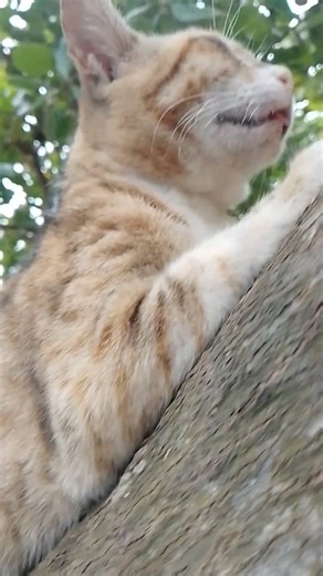 baby waws tv sl#cat #soto