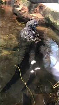 Crocodile mating
