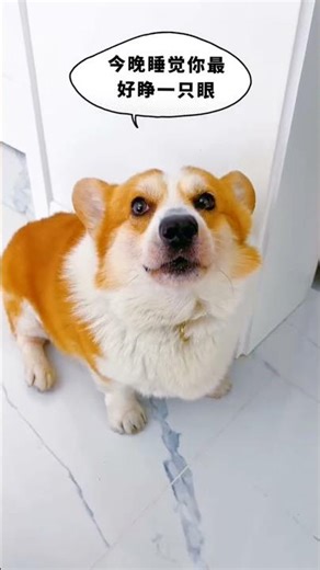 Don’t Mess With This Puppy 😤 His Reaction is Wild! #shortvideo