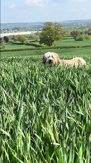 Barney dogs vanishing trick 🐶 🪄 😆 #tibetanterrier #pets #doglife