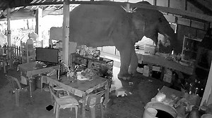 Elephant squeezes into restaurant for late-night dinner
