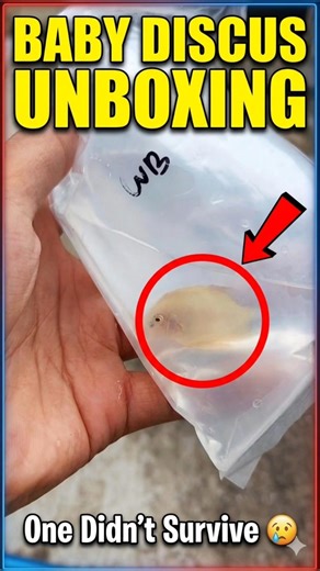 Unboxing Baby Discus… One Didn’t Survive 😢 #shorts #DiscusFish #aquarium