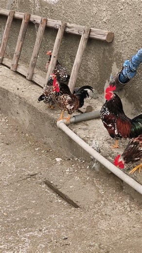 Mini rooster crowing show #chicken #countryside #freerangechickens #countrybeauty