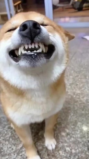 cute smiling dog #dog #cute #fyp