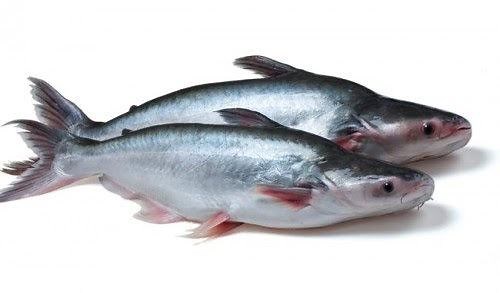 Cá Tra - Đặc điểm Sinh Học Và Mô Hình Nuôi Cá Tra An Toàn Sinh Học - Báo Khuyến Nông