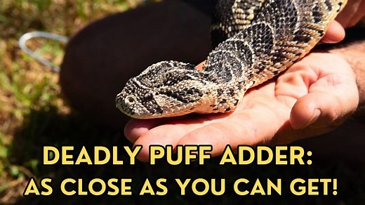 Deadly Puff Adder: As Close as You Can Get!