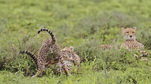 Africa Cheetah Cubs Playing in Tanzania, Playful Cute Cheetahs and Baby Animals in Serengeti National Park on African Wildlife Safari Animals Game Drive with Rough and Tumble | Premium Stock Video Footage