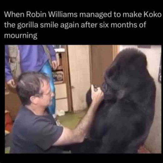 When Robin Williams Made Koko The Gorilla Smile Again After Being Depressed