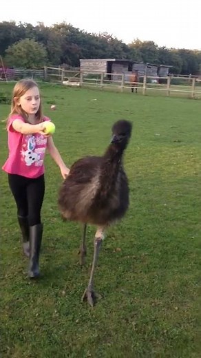 Pet Emu Playing Fetch With Little Girl