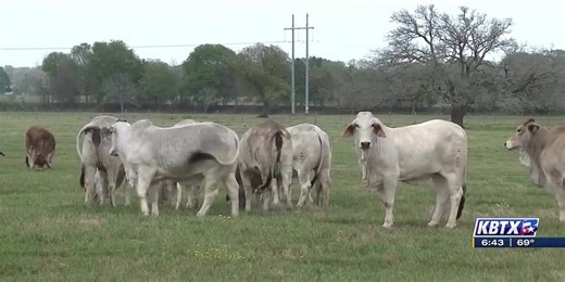 From the Ground Up: Brazos Valley Cattlewomen support first-time cattle raisers
