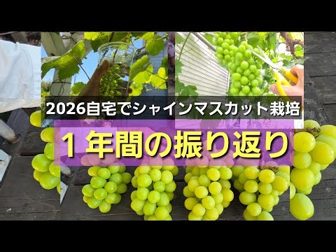 2026 Home Shine Muscat Cultivation / A 1-Year Review