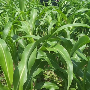 40K views · 3.3K reactions | Resilient Crop! Sorghum Performs Well...