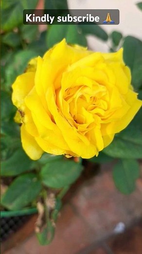 Gorgeous Yellow Roses Blooming in My Garden! 🌹💛 Pure Sunshine! 😍✨