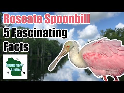 Roseate Spoonbill: 5 Fascinating Facts