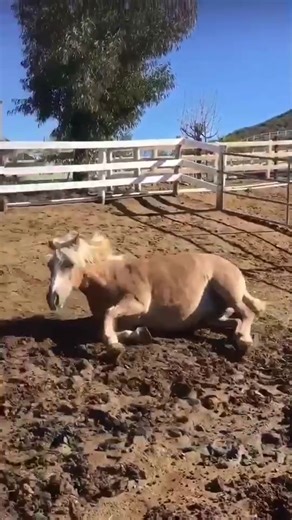 15K views · 455 reactions | This was baby Pegasus first time out of the barn after she was born. I thought it was amazing how the other horses eagerly ran over to see her. Reminded me of The Lion King when Mufasa showed Simba on pride rock❤️藍❣️ | Sunshine Stables | Facebook