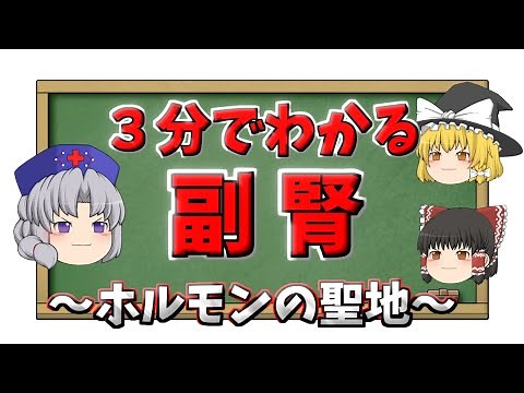 【3分でわかる】副腎って何？場所・機能・病気を解説【ゆっくり解説】