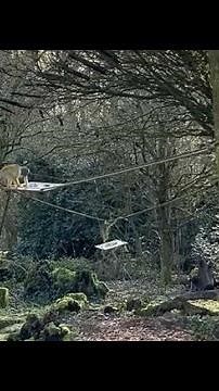VIDÉO. Une centaine de visiteurs pour la réouverture de la Vallée des singes