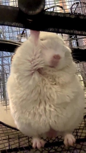 通勤中のチンチラさん🚃🐭 ⁡ #チンチラ #chinchilla #癒し