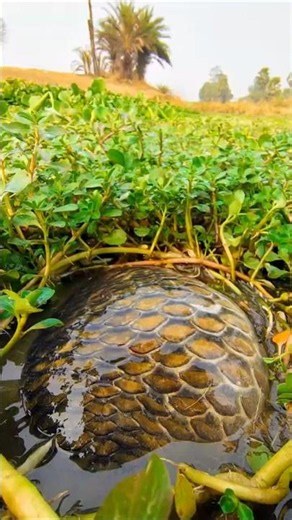 Amazing Golden Carp Fish Catching Video #fish #fishing #shorts #viral