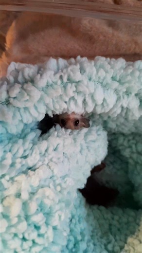 A little look into the lives of my four baby pygmy possums in care atm. It's always fascinating to see the individual personalities of our wildlife. Little Blossum was one of the smallest when they came into care. She has very quickly found her place and its quite a solitary one. She has gained weight and moved out of the pouch to take up residence under the soft baby blanket and no visitors from her siblings are allowed! She is healthy and thriving. 🌸 In one of my large Jebba sack pouches the 