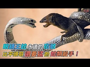 眼鏡王蛇都害怕這個蛇類殺手 | 最強毒蛇天敵，恩怨情仇誰會贏 | 比平頭哥還厲害，毒蛇遇到它只能投降！