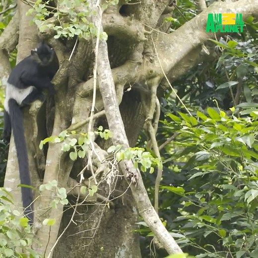 71K views · 786 reactions | This Delacour's langur hairstyle = goals  | Animal Planet | Facebook