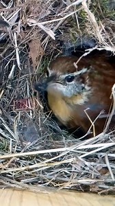 28K views · 668 reactions | It takes teamwork to raise Wren chicks  #wildlife #birdwatching #nature #birdhouse #birds | Nest Box Live | Facebook