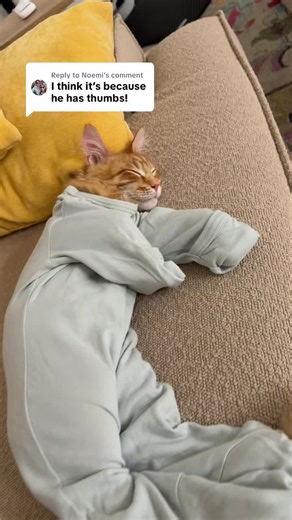 Understanding Polydactyl Cats and Their Characteristics