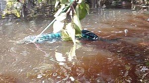 146K views · 4.7K reactions | Ali fishing Lamandau on Reels | Facebook