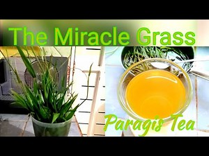 Paragis tea preparation | The Miracle Grass