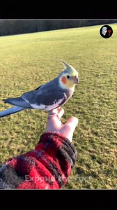 Why Can’t Chickens Fly? #reelsfb #trandingreels #trandingfacts #reelsinstagram #facts #newfacts #reel #information #knowledge #expandthefact | Expand The Fact