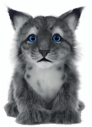 Lynx Kitten Intra-Video A Significant Time Later. Free Add-In Filler for YouTubers and Others.