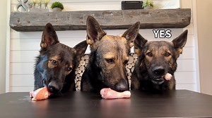 9.7M views · 110K reactions | My 3 German Shepherds Review Raw Meat Parts (Pt 6)#ASMR #dog #germanshepherd - FYI my dogs are 100% raw fed, raw meat and bones are an integral part of their diet and all of the foods in this video were raw. Cooked bones are very dangerous for dogs. They get all of these foods regularly and this portion would be considered their dinner for tonight!! | Jade the Sable GSD | Facebook