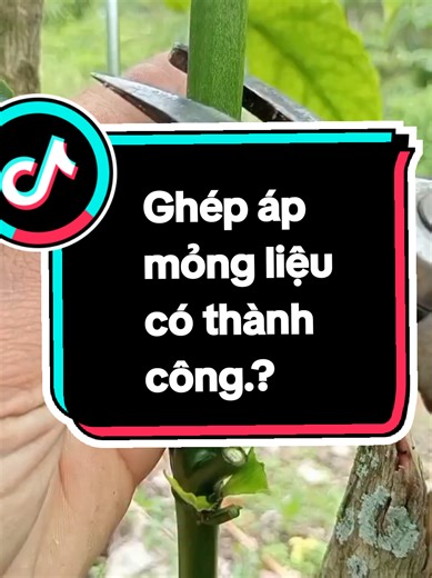 Ghép áp mỏng liệu có thành công?