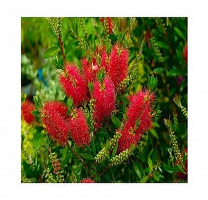 Rince bouteille laevis - Callistemon - Plante goupillon