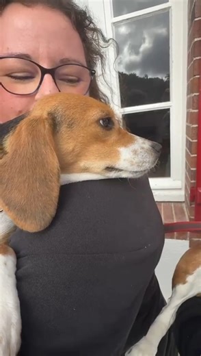 Elles reviennent adopter une deuxième beagle de laboratoire à La Maison des Beagles Libres ! Le BoBoy Pixel, adopté il y a 4 ans, va devoir partager son foyer, Anne-Cécile et Chrystèle, avec la BoBette Neya, 1 an et demi, réadaptée récemment de l'expérimentation animale. C'est pour le bien de Pixel, disent-elles, pour qu'il soit encore plus heureux grâce à une compagnie canine. On ne lui a pas demandé son avis, il va bien falloir qu'il soit ravi. Cela ne voit pas encore sur cette vidéo mais ses 